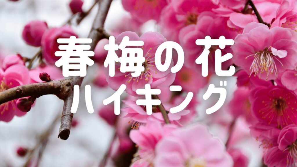 関西大阪の40代登山ハイキングサークル TOMATOハイキングがおすすめする「関西梅鑑賞ハイキング」ページ　メイン画像