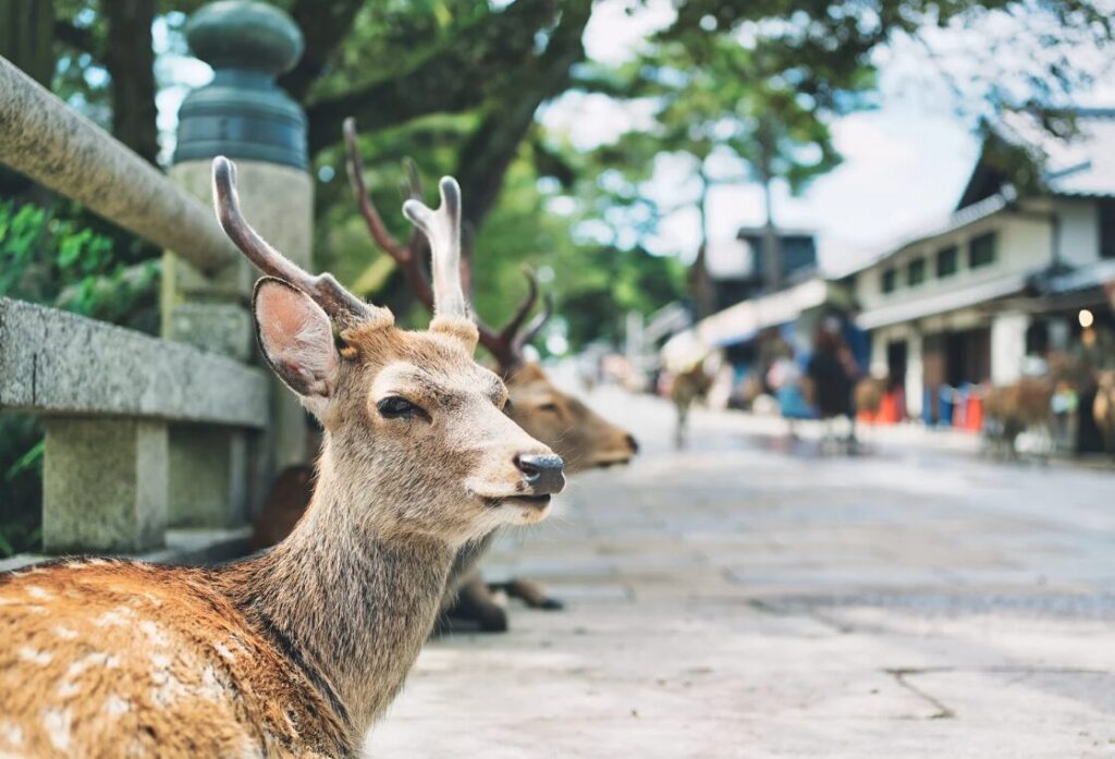 歴史ウォーキング 歴史ハイク 古墳・古代史跡めぐり 画像その6
